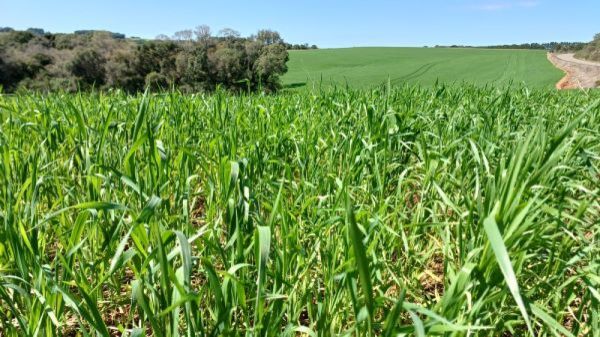 AGRONEGÓCIO> Trigo apresenta desenvolvimento satisfatório no RS