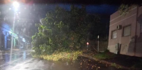VENTO E CHUVA INTENSA: Árvore tomba em rua do centro de Cruz Alta