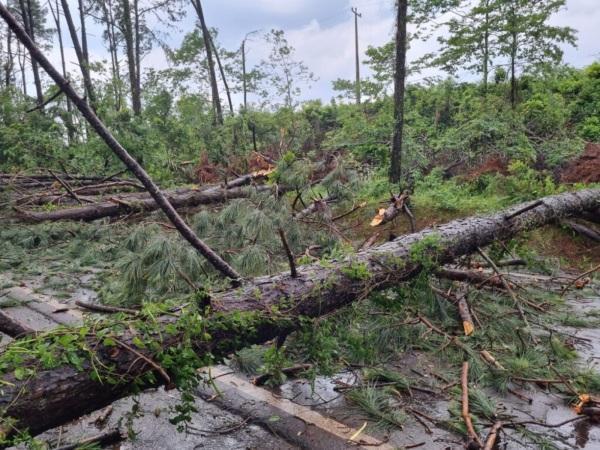 Queda de árvores interditaram a BR 285, em Panambi; transito já está liberado