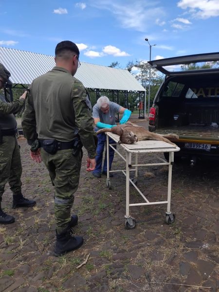 Onça-parda atropelada na RSC-377 é encaminhada à Unicruz para taxidermia