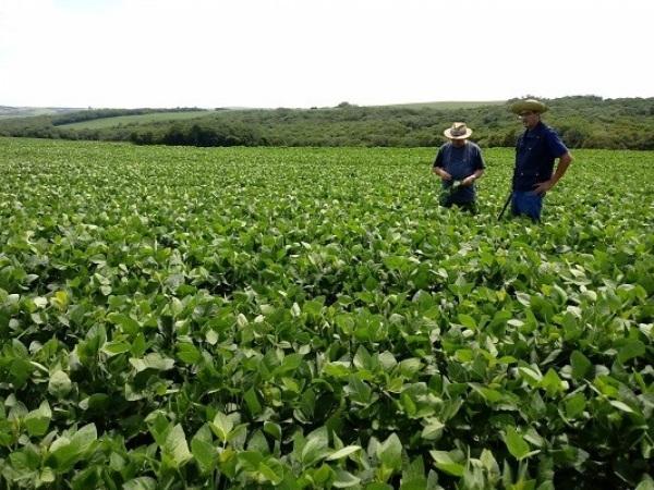 Chuvas renovam esperança dos produtores e soja segue em desenvolvimento