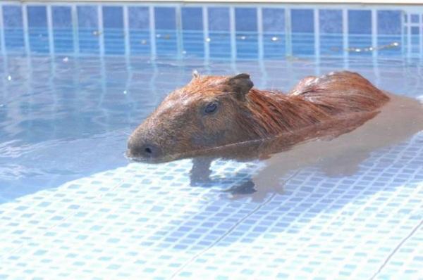 Tarde da segunda teve 37,5ºC e chuva de verão no final da tarde em Cruz Alta