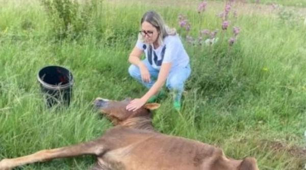 Vereadora Luirce Paz é agredida após prestar atendimento a animal