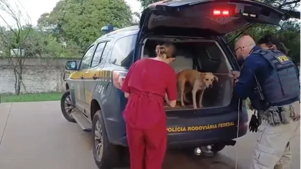 ABANDONADOS> PRF resgata cachorros em risco na rodovia em Ijuí