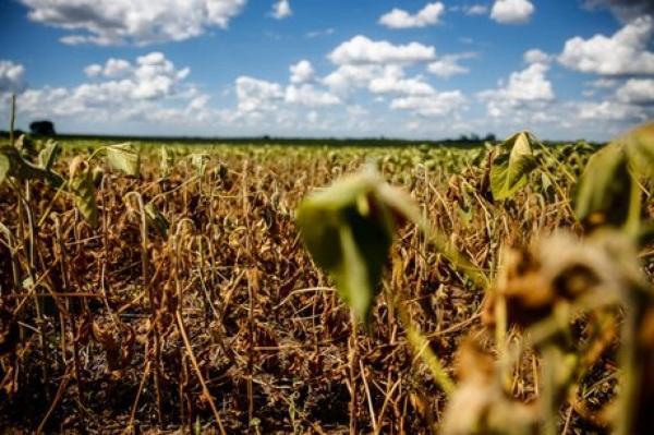 Governo federal garante desconto de 25% a agricultores atingidos por estiagem