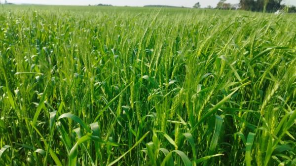 AGRONEGÓCIO> Plantio do trigo atinge a 92% da área projetada no estado