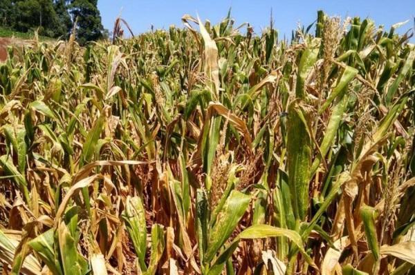 103 é o número de municípios que decretaram situação de emergência no estado