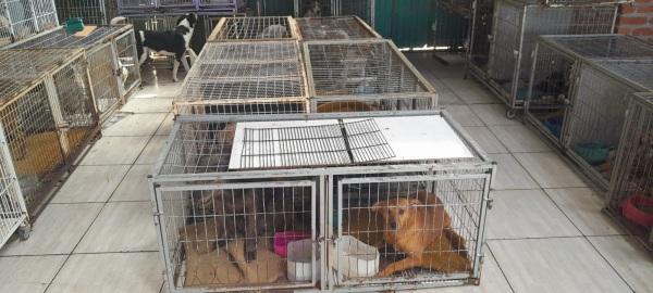  Canil de Cruz Alta está em situação desesperadora diz a proteção animal 