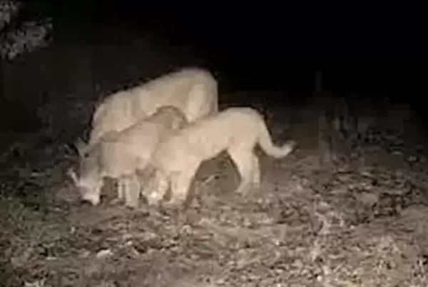 PANAMBI> Mãe e dois filhotes de onça-parda aparecem no interior do município