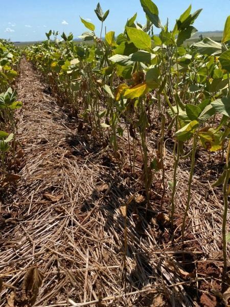 RTC/CCGL aponta para redução significativa na safra de soja do RS