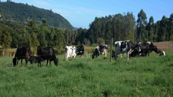 Mais de 30 produtores estão inscritos no programa de inseminação artificial