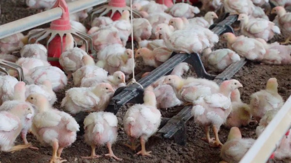 DOENÇA DE NEWCASTLE> 7 Mil aves serão sacrificadas em Anta Gorda