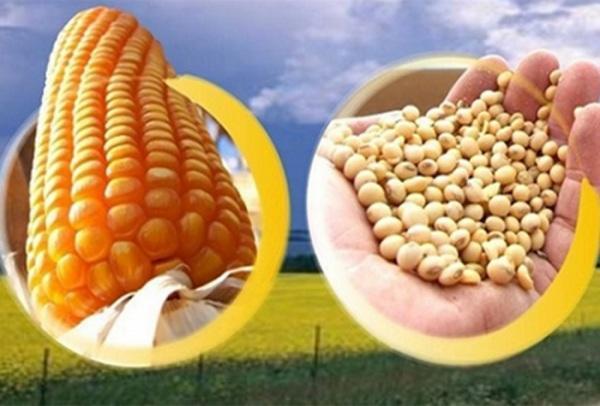 Para conter alta de preços, governo  zera Imposto de Importação de soja/milho 