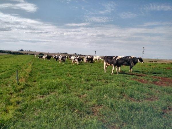 Unicruz ajudando a impulsionar a atividade leiteira da região