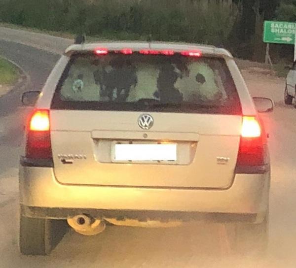 Vaca é flagrada sendo transportada dentro de carro em rodovia no Paraná