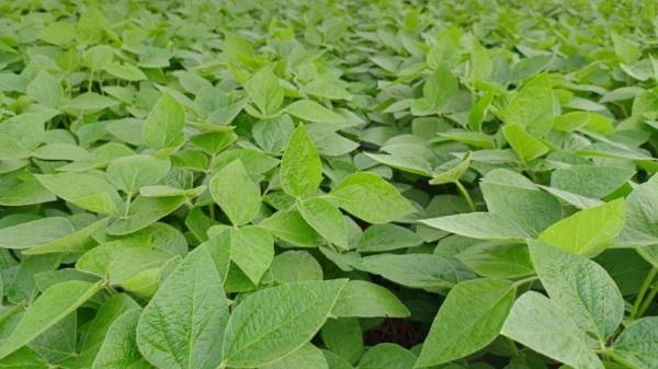 AGRO: Plantio da soja é encerrado, e o de milho chega à reta final no Estado