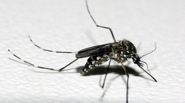 Com mais dois óbitos confirmados, RS registra 34 mortes por dengue no ano