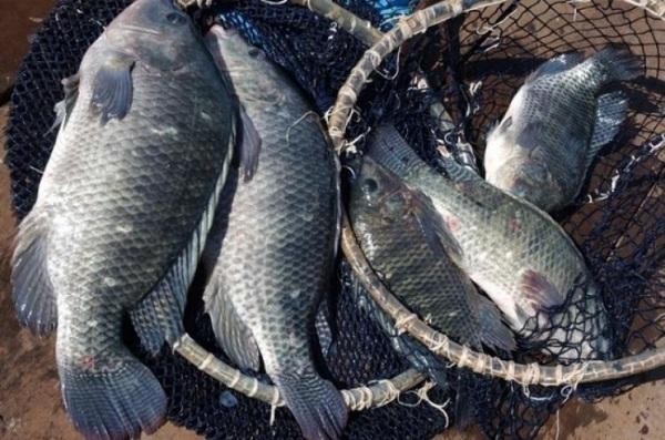 Curso de processamento de peixes está com vagas abertas