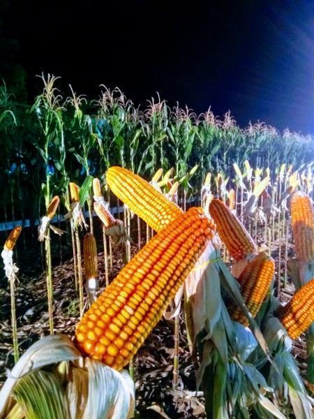 Tecnologia no campo: Iniciou a  9ª Noite de Campo da Sementes Aurora.