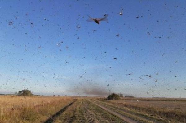 Calor favorece nuvem de gafanhotos onde fica a 122 km do Rio Grande do Sul