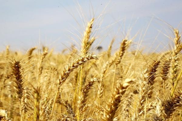 Safra de trigo no Rio Grande do Sul deve ter quebra de ao menos 30%