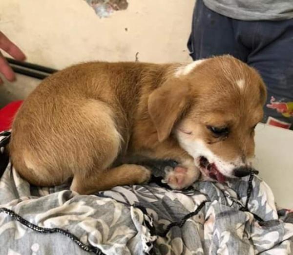 Cachorrinho tem mandíbula fraturada e necessita de ajuda.