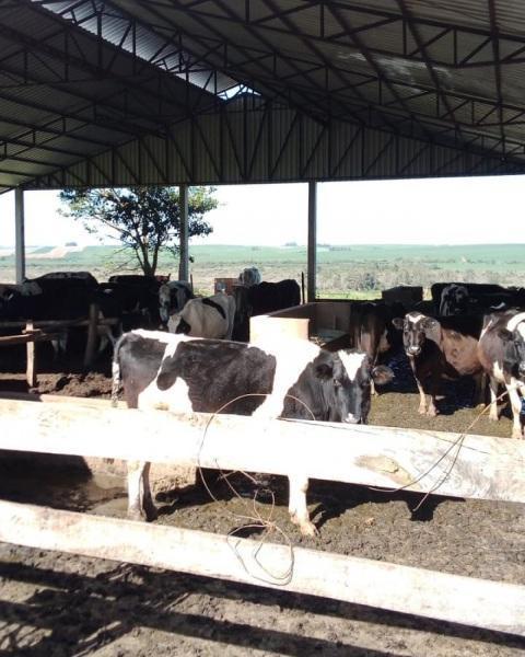 Abertas inscrições para o programa de inseminação artificial de bovinos 