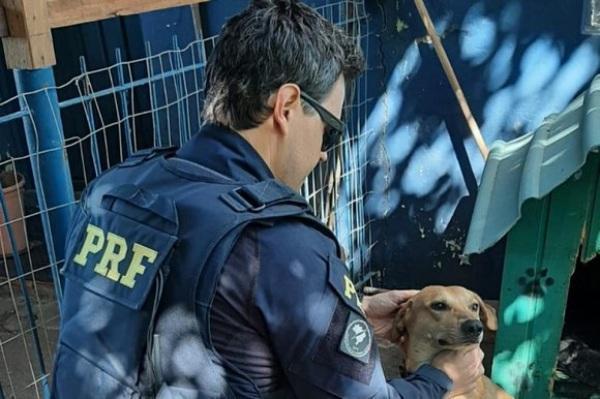 PRF alerta para abandono de animais em rodovias durante feriados 