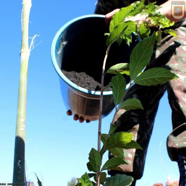 EASA realiza plantio de 300 mudas de árvores nativas