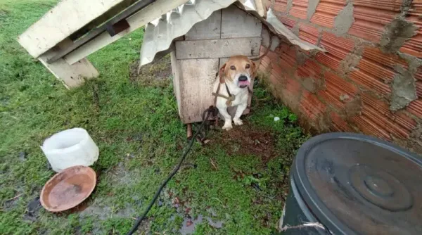 Cão é resgatado em situação de maus-tratos em Cruz Alta