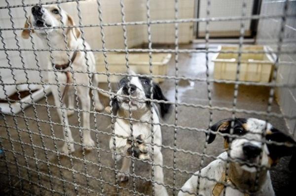 BOLSONARO SANCIONA LEI QUE PROÍBE SACRIFÍCIO DE CÃES E GATOS DE RUA