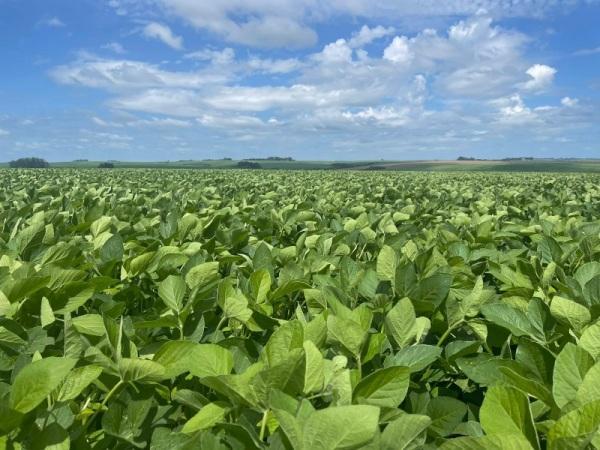 Rede Técnica Cooperativa aponta expectativa de safra recorde no RS
