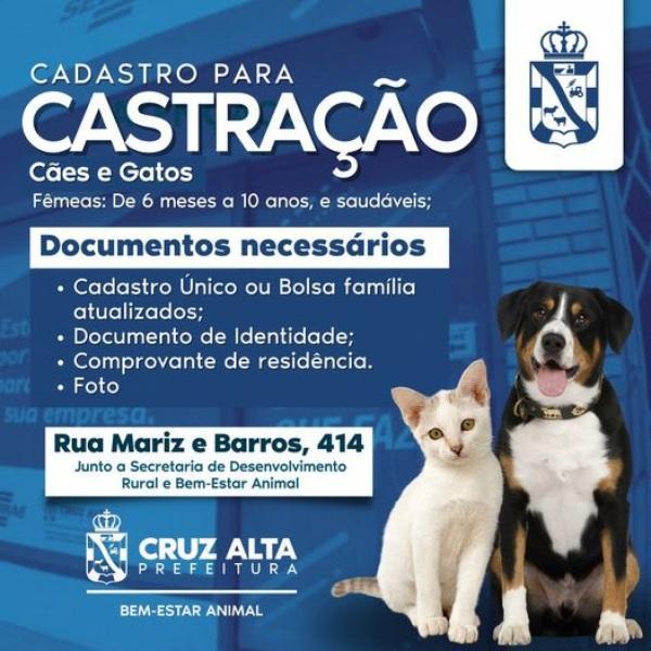 Prefeitura abre cadastro para castração de cães e gatas