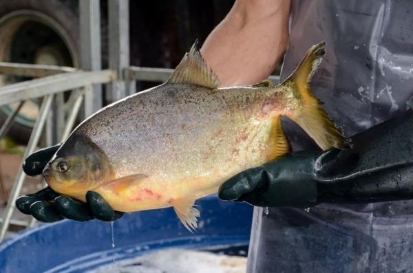 27ª Feira do Peixe será realizada de 5 a 7 de abril