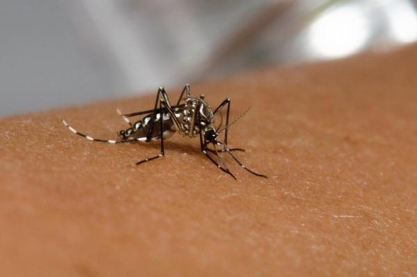 Com mais duas mortes confirmadas, RS chega a 11 óbitos por dengue em 2023