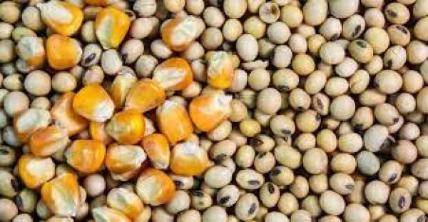 USDA traz vendas bem fracas de soja e milho dos EUA nas safras velha e nova.