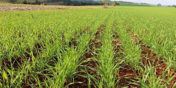 RS> Condições climáticas variáveis dificultam e atrasam semeadura do trigo 