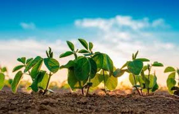 Soja volta a subir na Bolsa de Chicago nesta 6ª feira