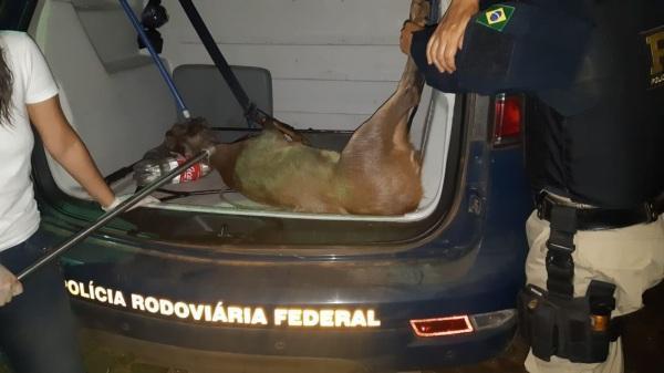 PRF resgata animal silvestre em Cruz Alta