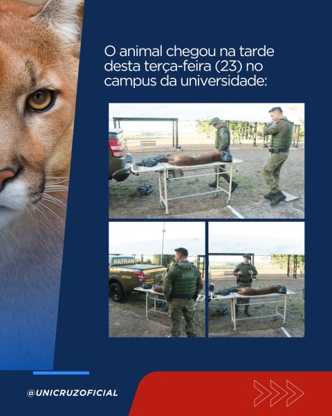 Leão-baio atropelado na BR-285 é levado à Unicruz para estudos e taxidermia