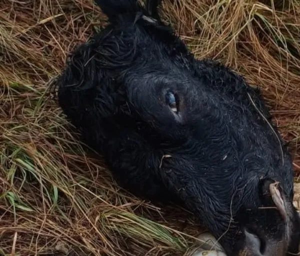 Criminosos abatem duas vacas e furtam animais em propriedade de Cruz Alta