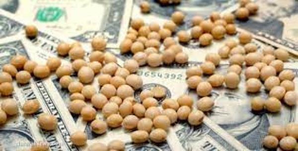 Soja segue em queda nesta 6ª feira e olha pra chuvas melhores nos EUA.