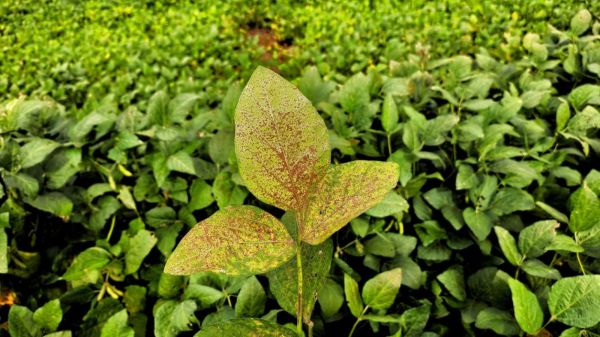 Cruz Alta registra altos níveis de ferrugem asiática da soja na safra 24/25