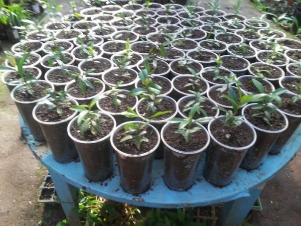 Horto florestal faz doação de mudas de Cereja Nativa