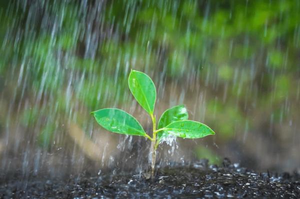 Estado pode ter chuva significativa nos próximos sete dias