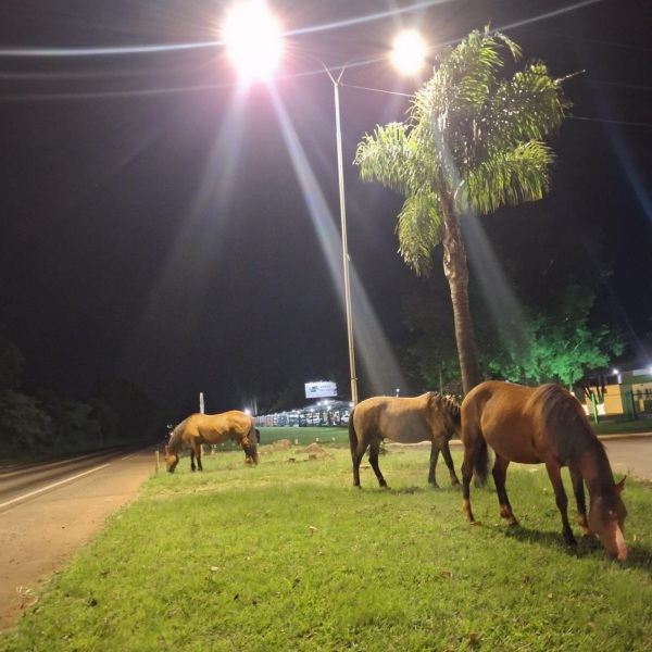 PROBLEMA CRÔNICO>Cavalos soltos na ERS-342 quase causam acidente em Cruz Alta 