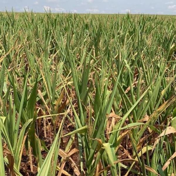 RTC/CCGL eleva estimativa de quebra na safra de verão do RS 