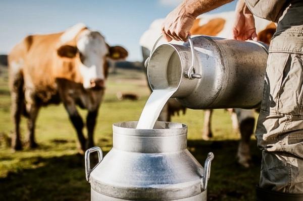 SINDILAT: Indústrias de leite irão reivindicar extensão de crédito emergencial