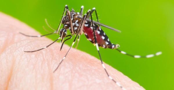 ALERTA: Primeiro Caso de dengue confirmada na Coordenadoria de Cruz Alta