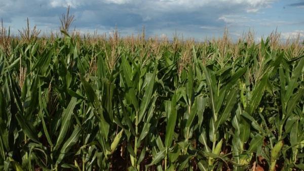 Cruz Alta (RS) acumula mais um ano de perda na safra de milho.